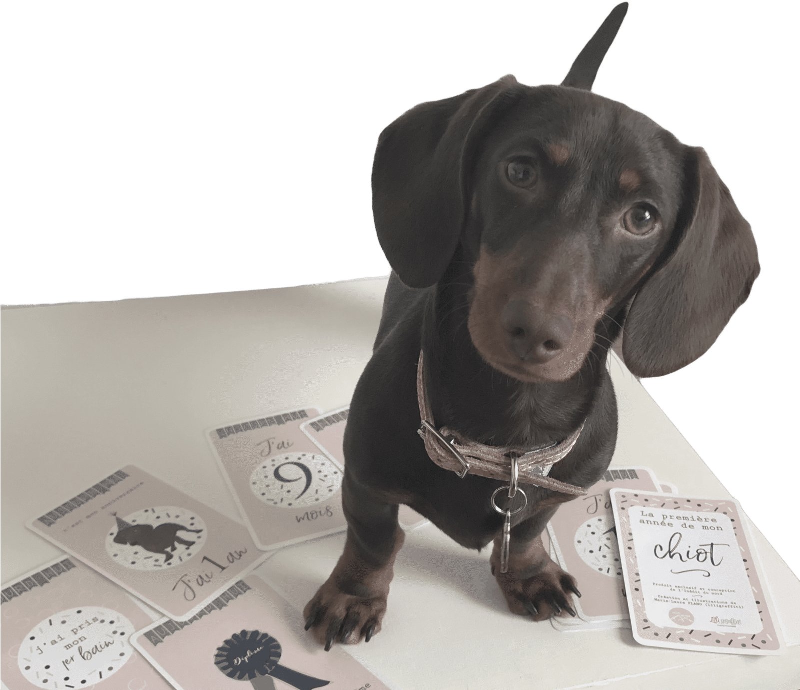 Adorable Dachshundwith Milestone Cards PNG
