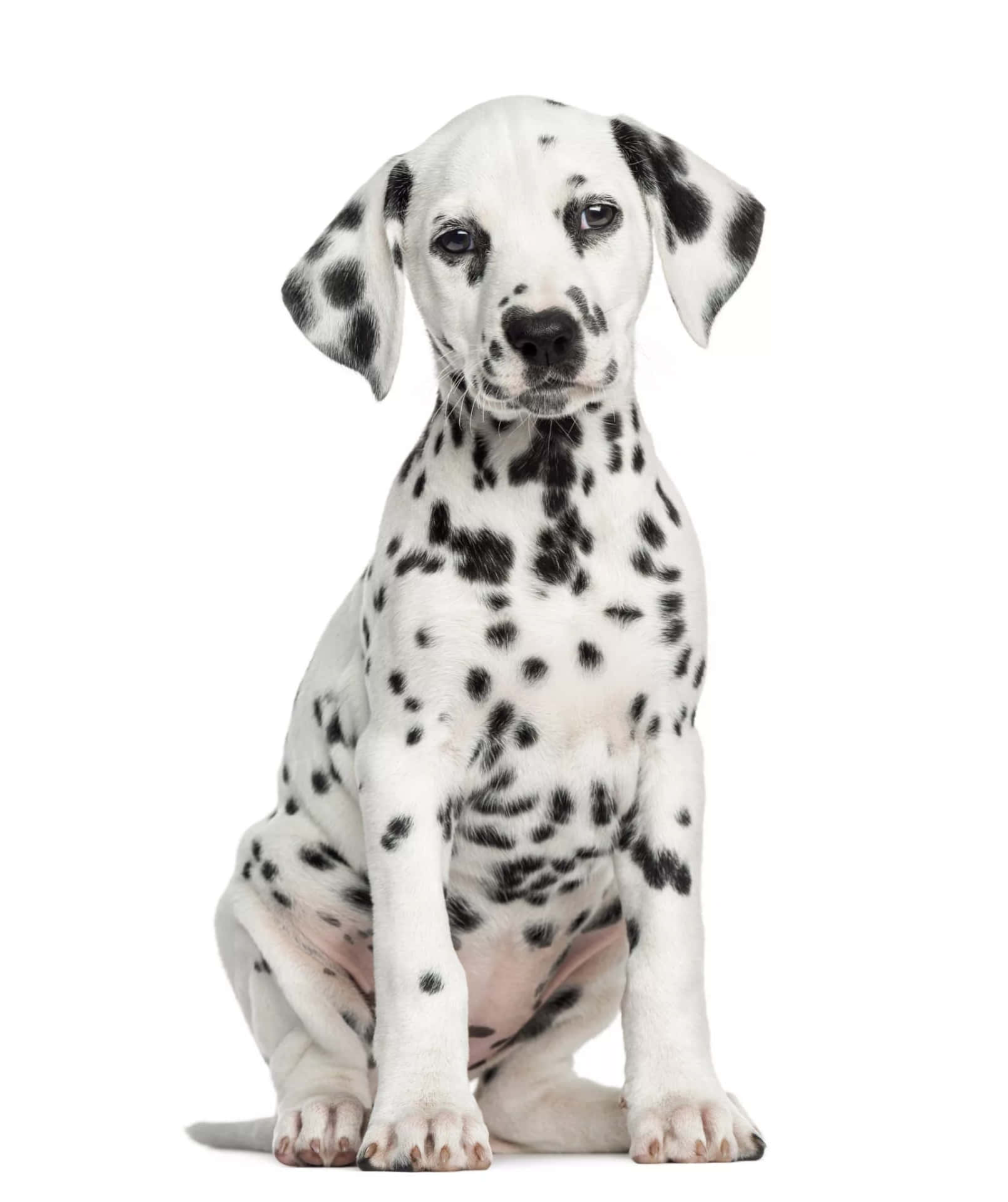 Adorable Dalmatian Puppy Resting On Grass