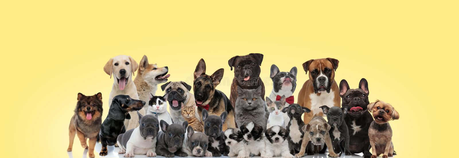 Adorable Dog Breeds Group Shot Wallpaper