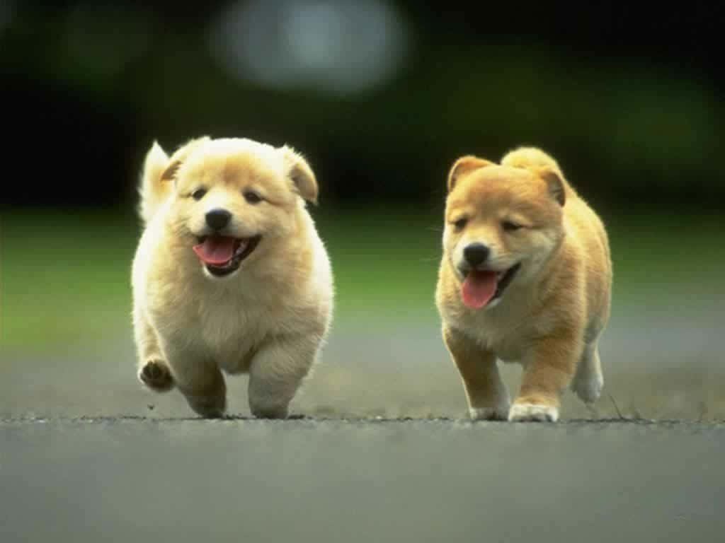 Razasde Perros Adorables Corriendo. Fondo de pantalla
