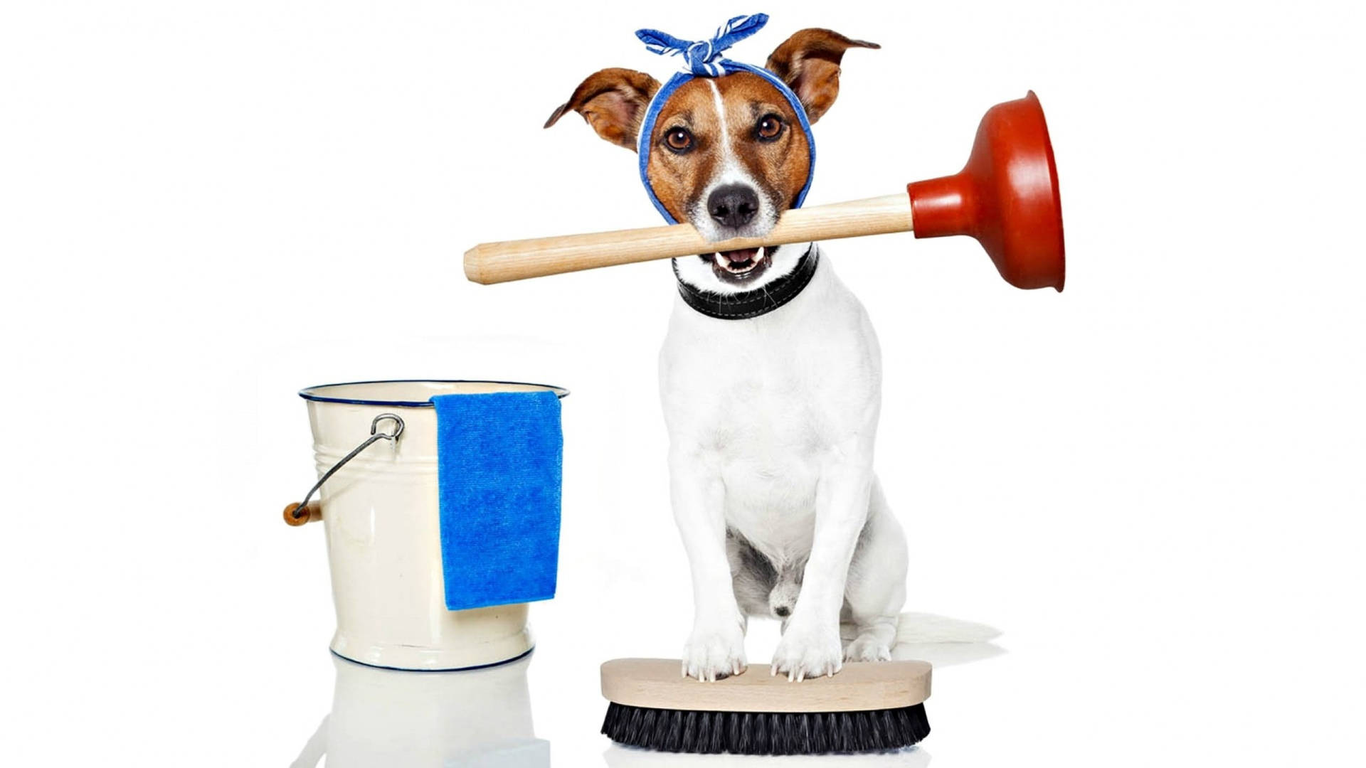 Cãoadorável Fazendo A Limpeza Da Casa. Papel de Parede