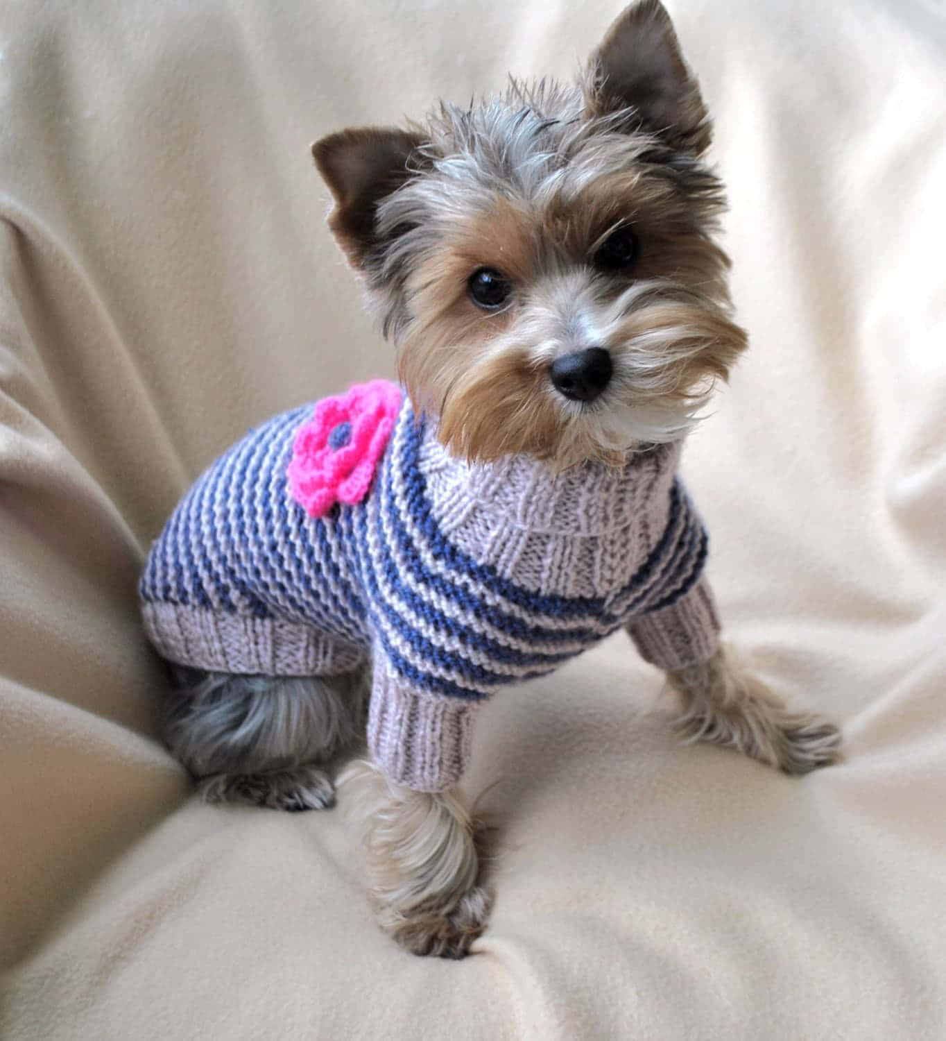 Adorable Dog Wearing A Stylish Winter Jacket Wallpaper