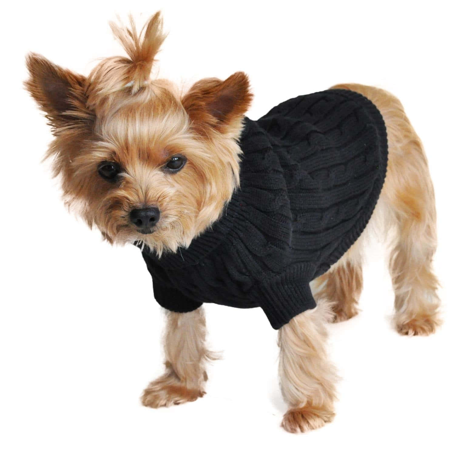 Adorable Dog Wearing A Warm Winter Jacket Wallpaper