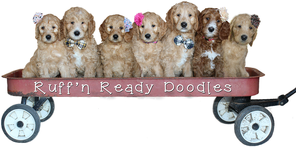 Adorable Doodle Puppiesin Wagon PNG