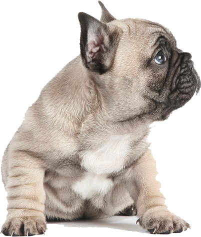 Adorable Fawn Bulldog Puppy PNG