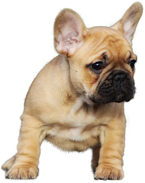 Adorable Fawn French Bulldog Puppy PNG