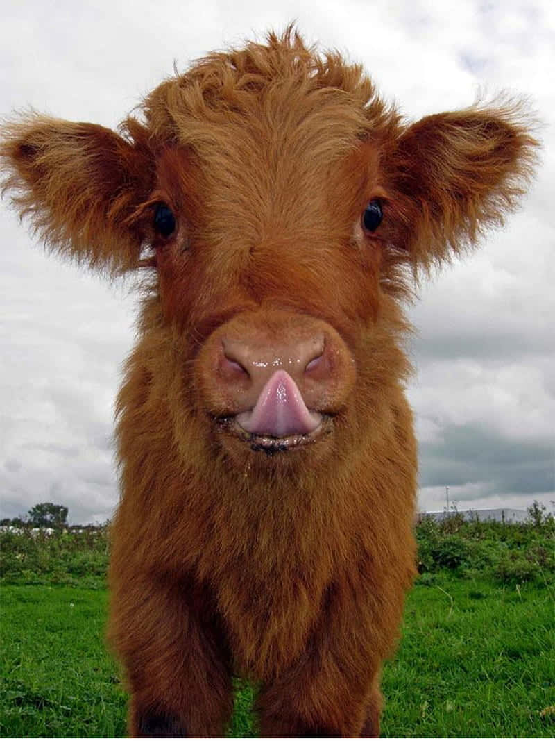 Adorable Fluffy Brown Cow Portrait Wallpaper
