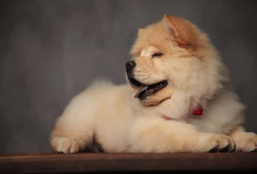 Adorable Fluffy Dog Enjoying Outdoors Wallpaper