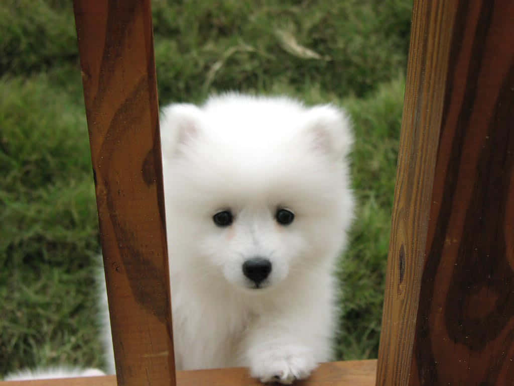 Adorable Fluffy Dog Enjoying Outdoors Wallpaper
