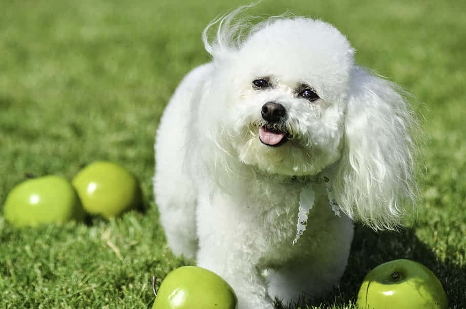 Adorable Fluffy Dog Enjoying Playtime Outside Wallpaper
