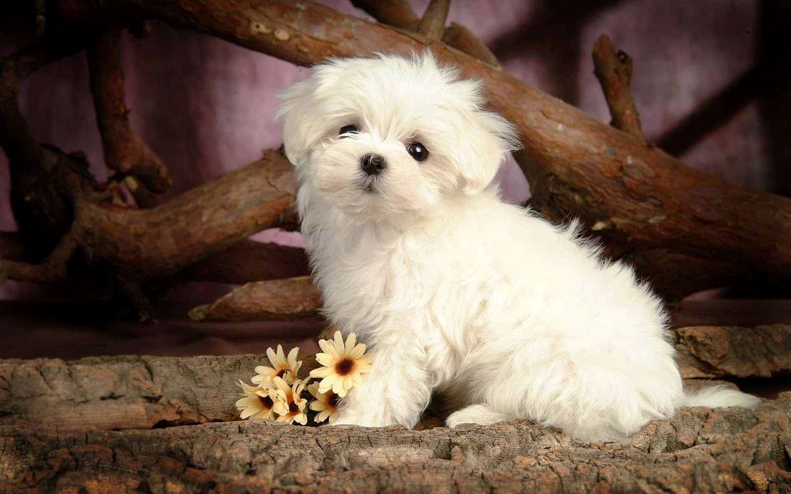 Adorable Fluffy Dog Relaxing On A Sunny Day Wallpaper