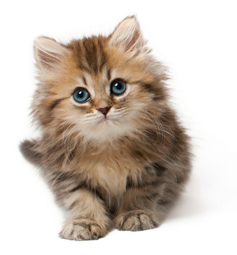 Adorable Fluffy Kitten PNG