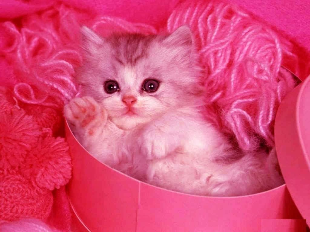 Adorable Fluffy Kittenin Pink Wallpaper