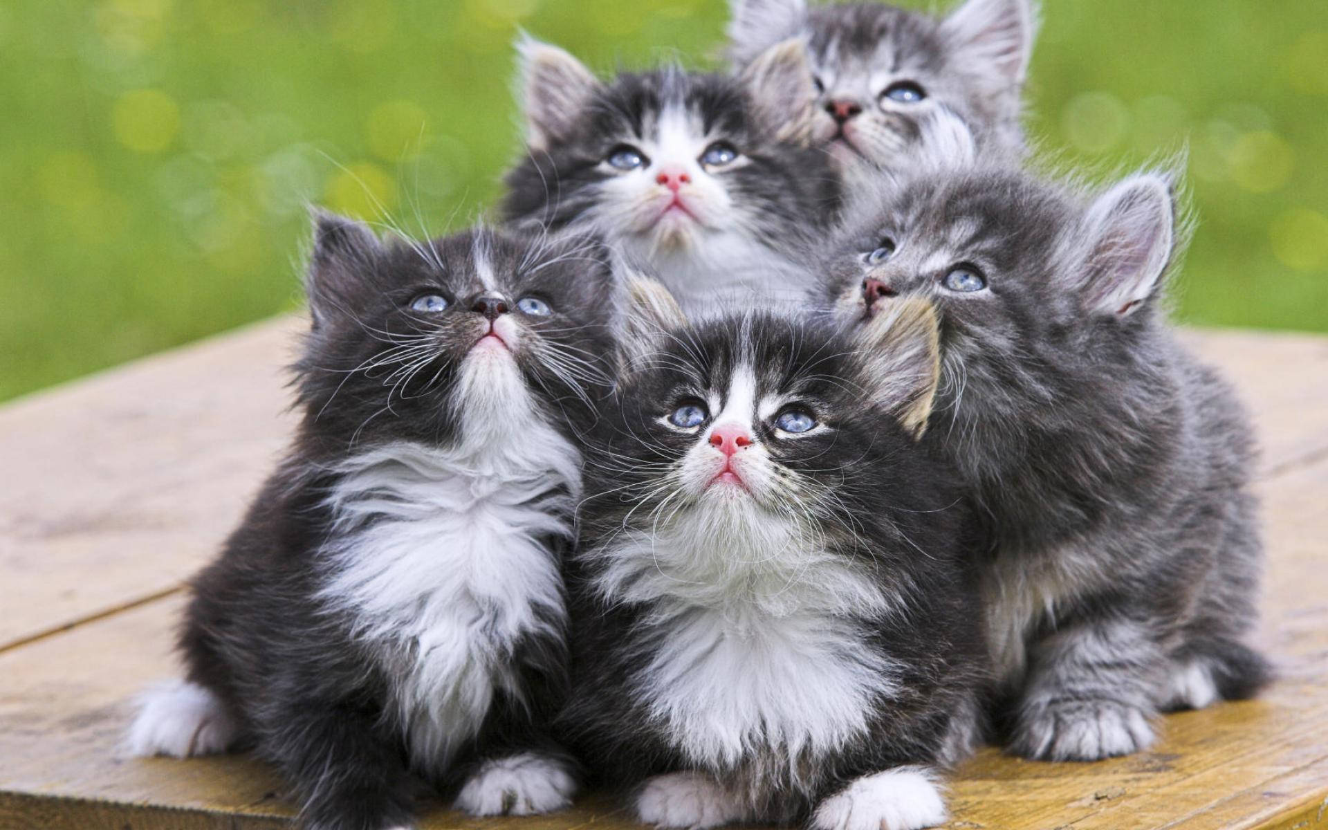 Adorable Fluffy Kittens Gazing Upward Wallpaper