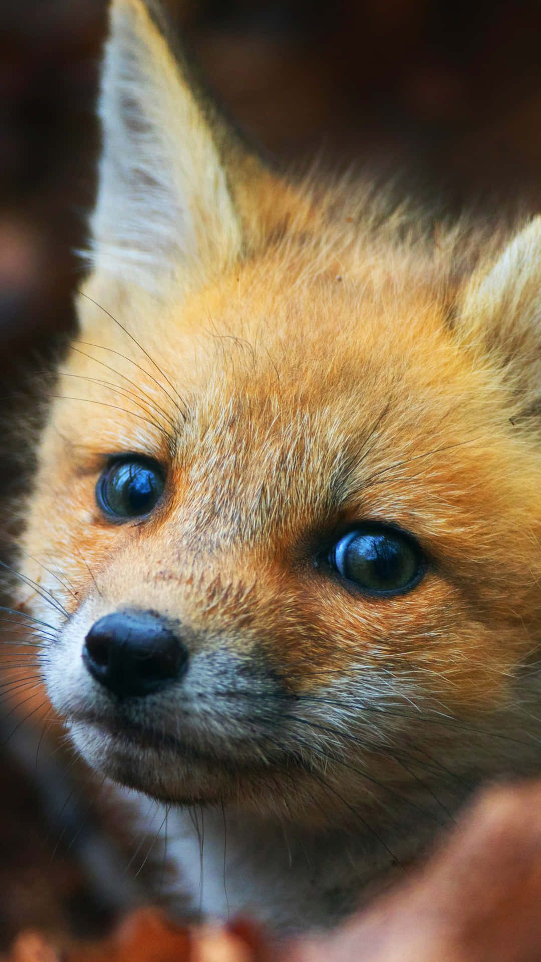 "adorable Fox Enjoying Mother Nature"