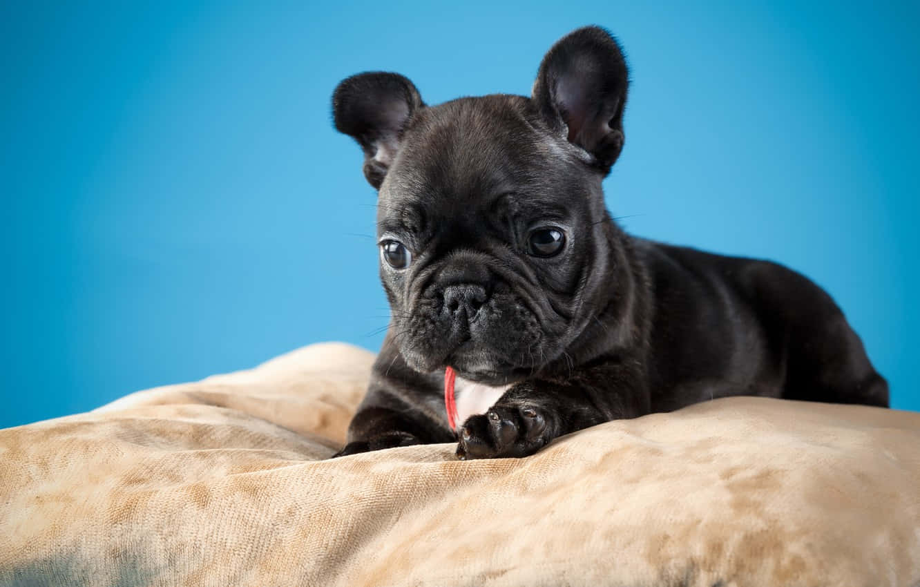 Adorable French Bulldog In Playful Mood Wallpaper