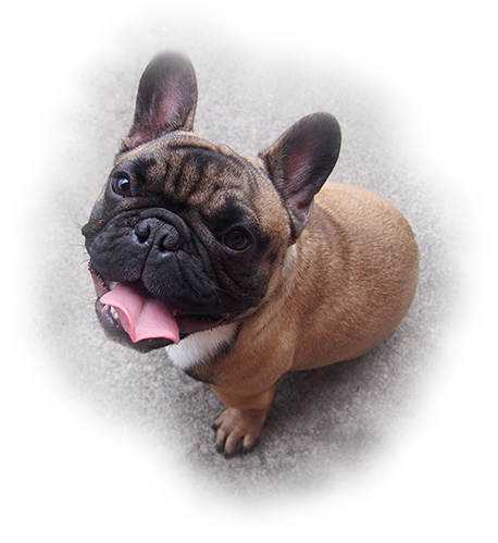 Adorable French Bulldog Puppy Looking Up PNG