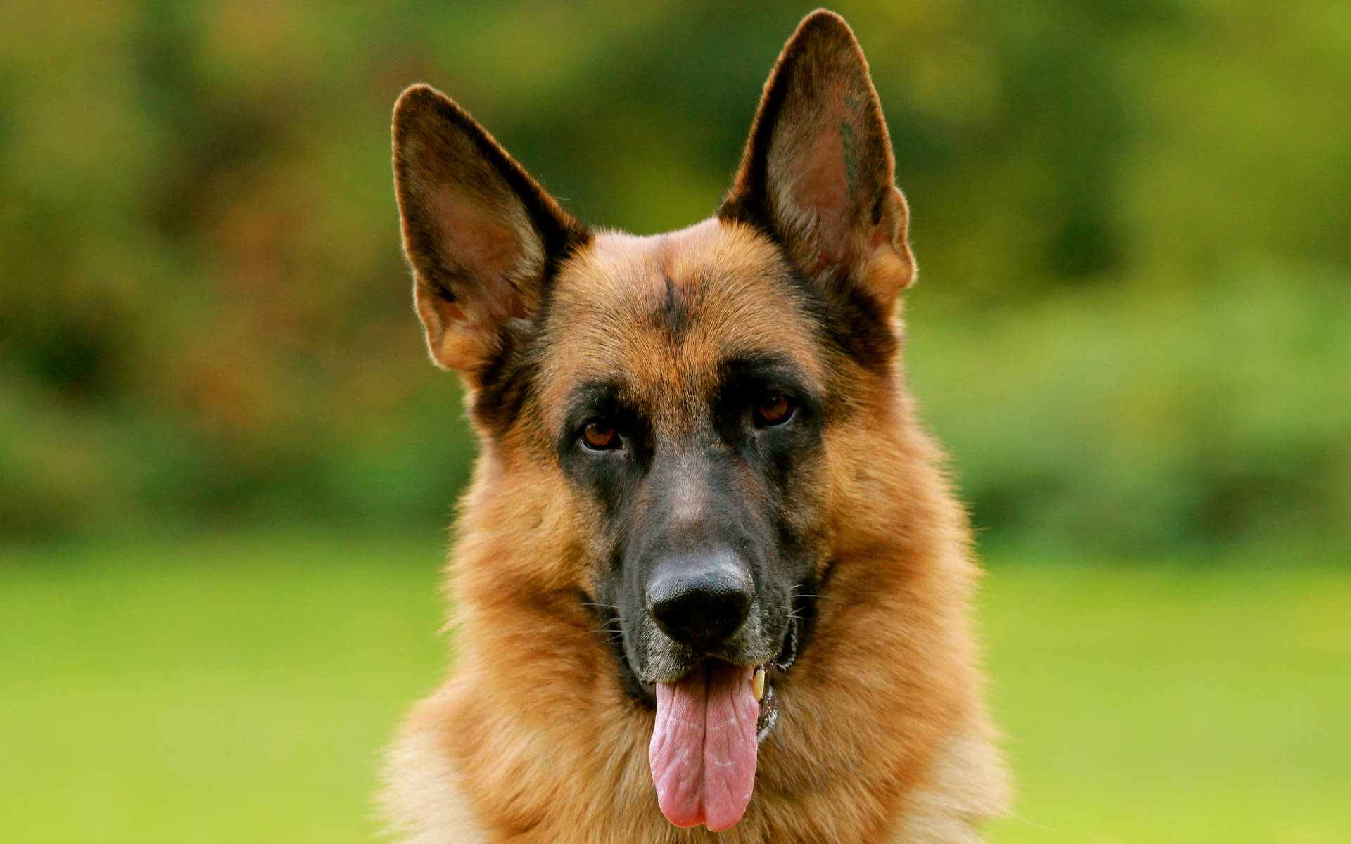 Adorable German Shepherd Dog Wallpaper