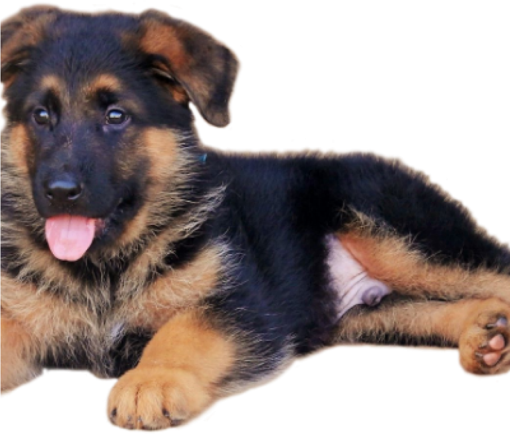 Adorable German Shepherd Puppy PNG