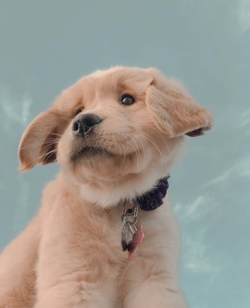Adorable Golden Puppy Glance Wallpaper