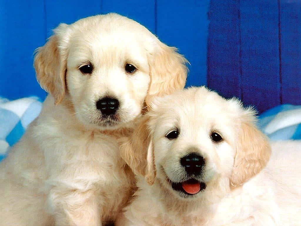 Adorable Golden Retriever Dog Breeds Wallpaper