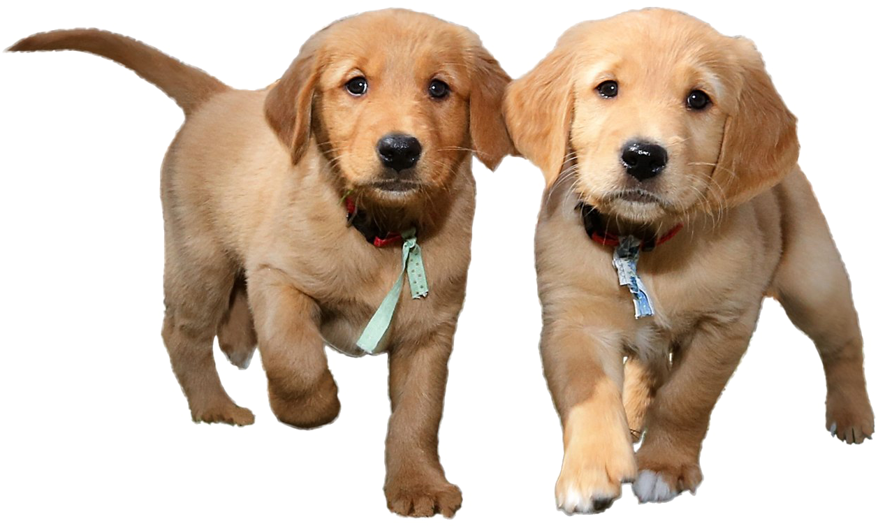 Adorable Golden Retriever Puppies PNG