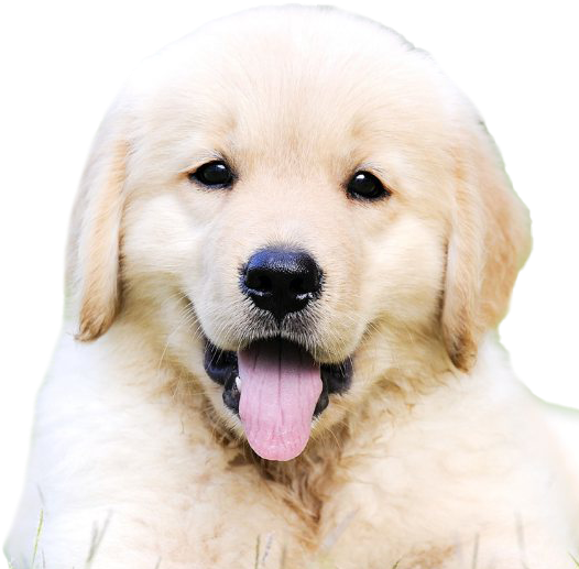 Adorable Golden Retriever Puppy PNG