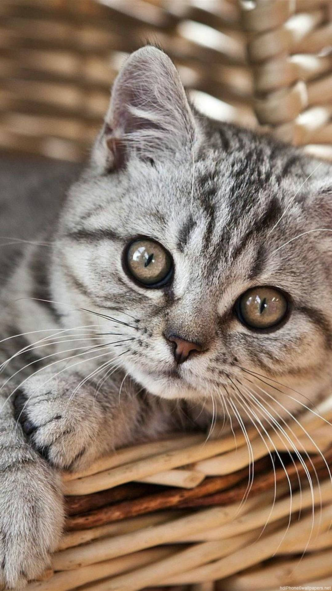 Adorable Gray British Cat Iphone Wallpaper