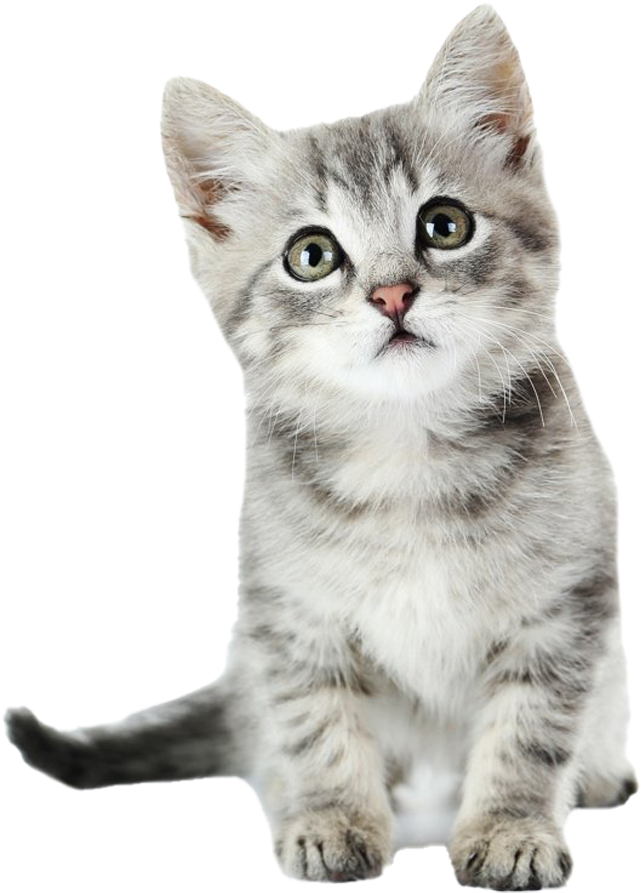 Adorable Gray Kitten Portrait PNG