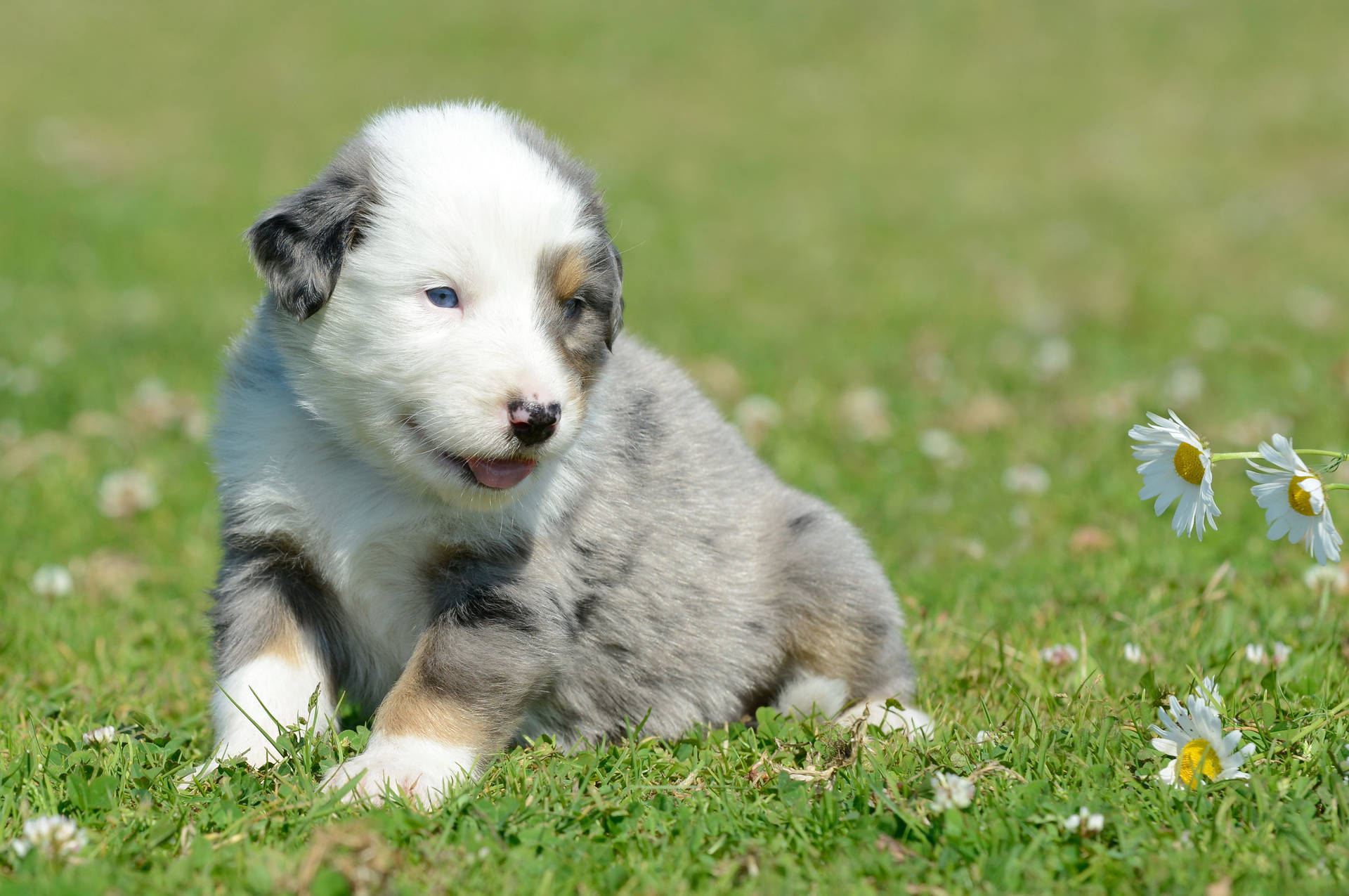 Adorable Gray Puppy