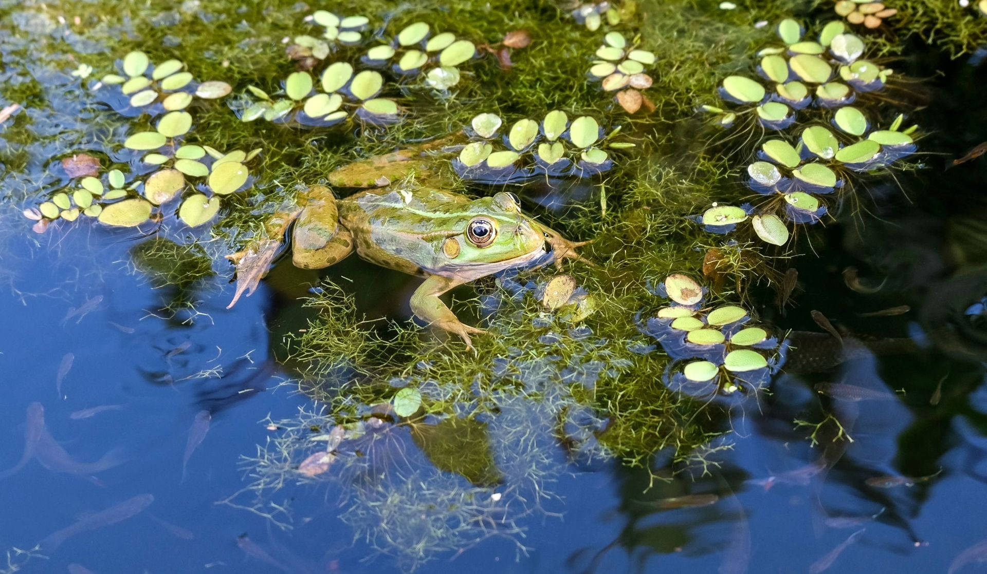 Adorable Green Frog Lounging In Nature Wallpaper