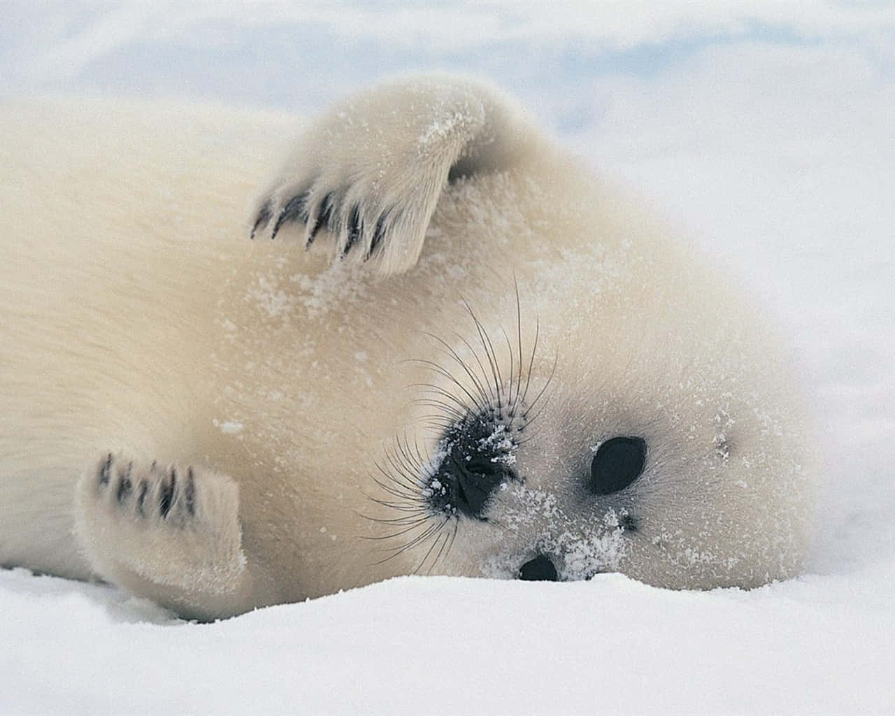 Adorable Harp Seal Pup Restingon Snow.jpg Wallpaper