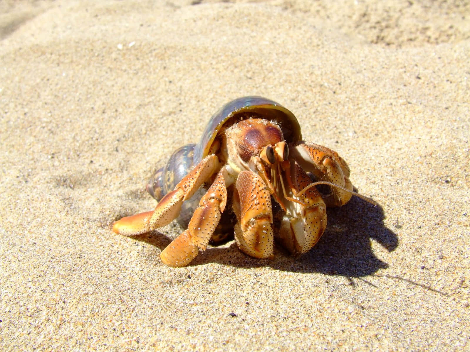 Adorable Hermit Crab On The Beach Wallpaper