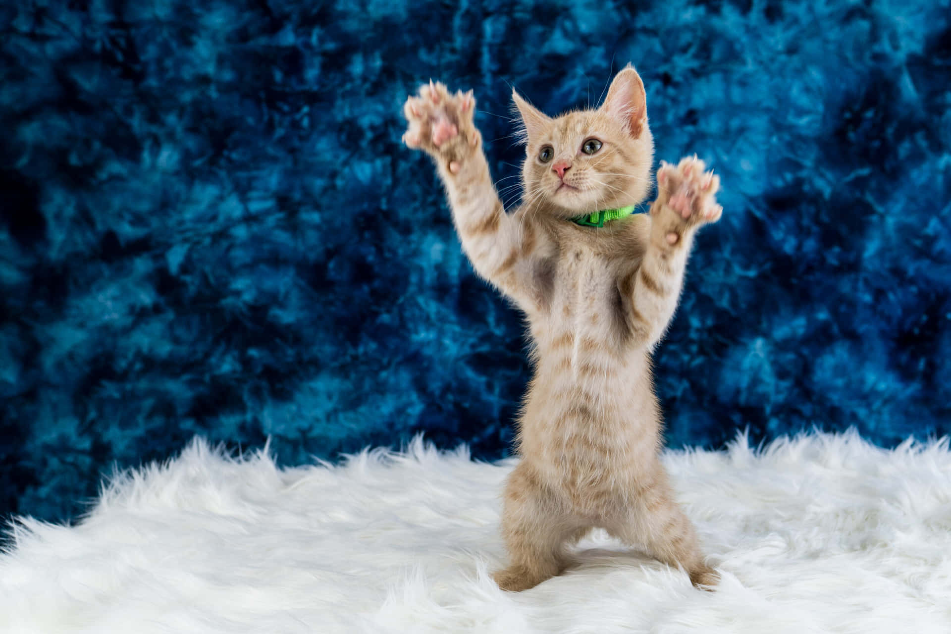 Schattige Kitten Dansen Op Fluffy Tapijt Achtergrond