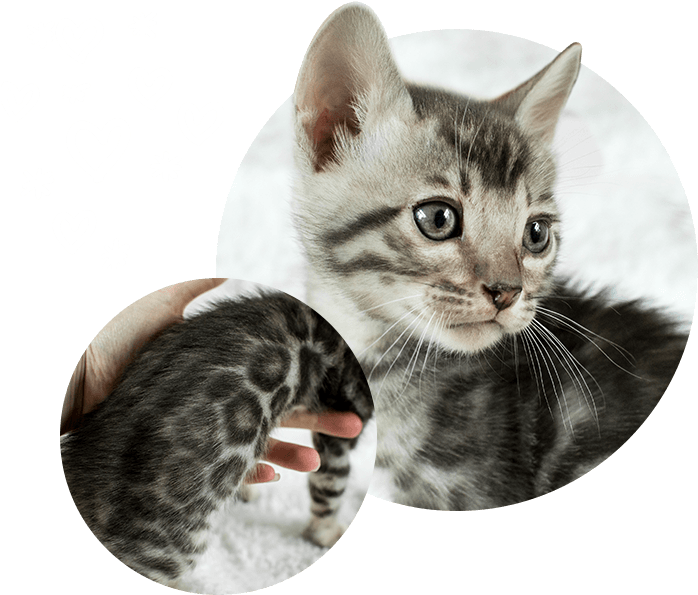 Adorable Kitten Love PNG