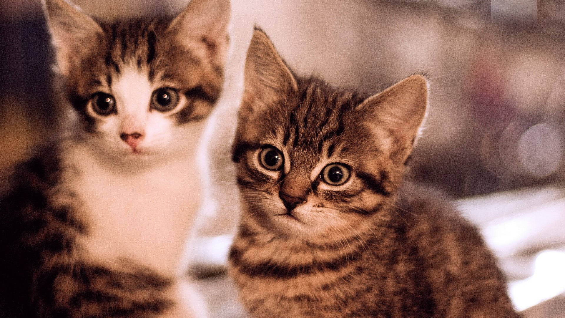 Adorable Kitten Pair Portrait Wallpaper