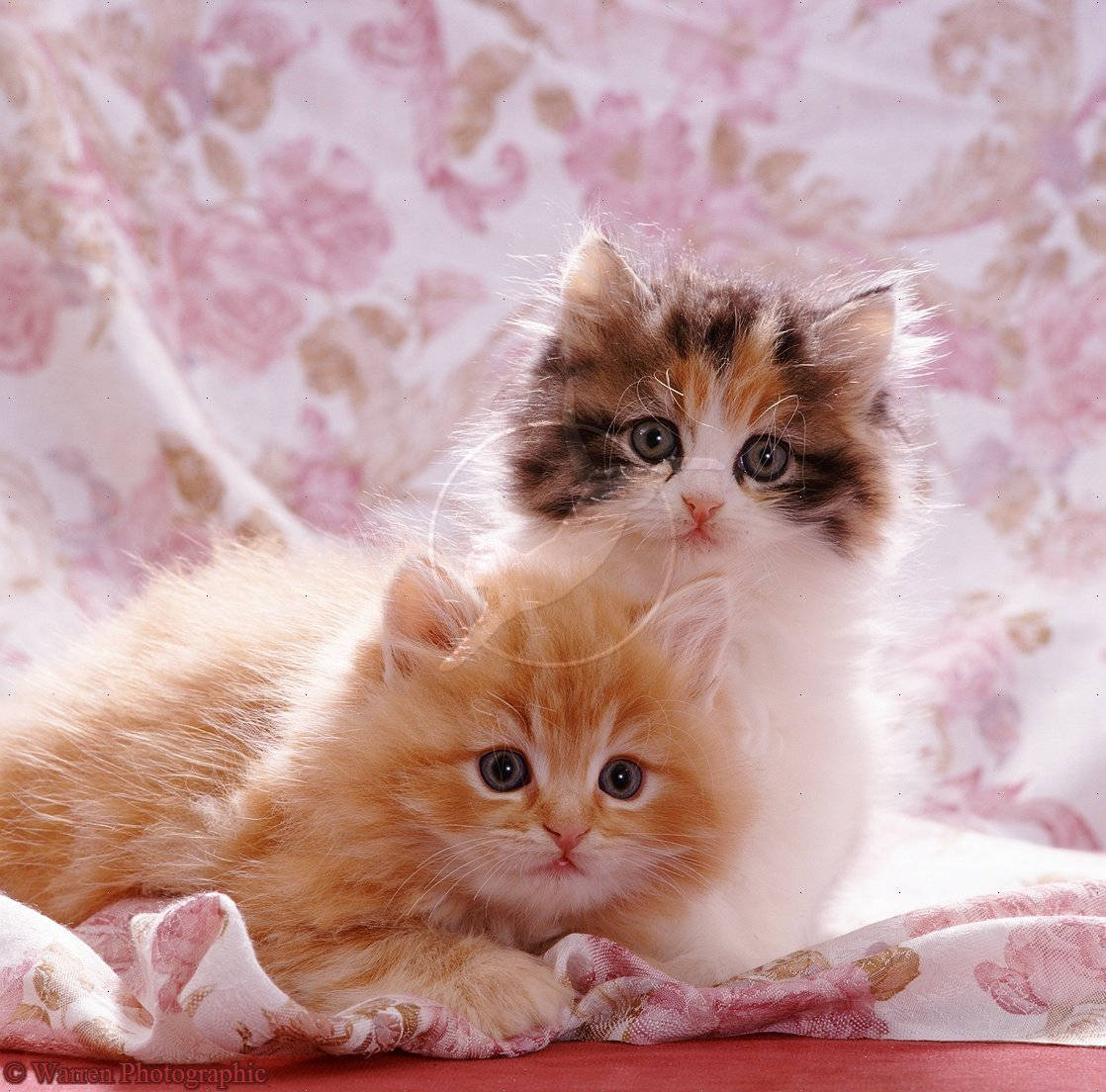 Adorable Kittens Pink Floral Backdrop Wallpaper