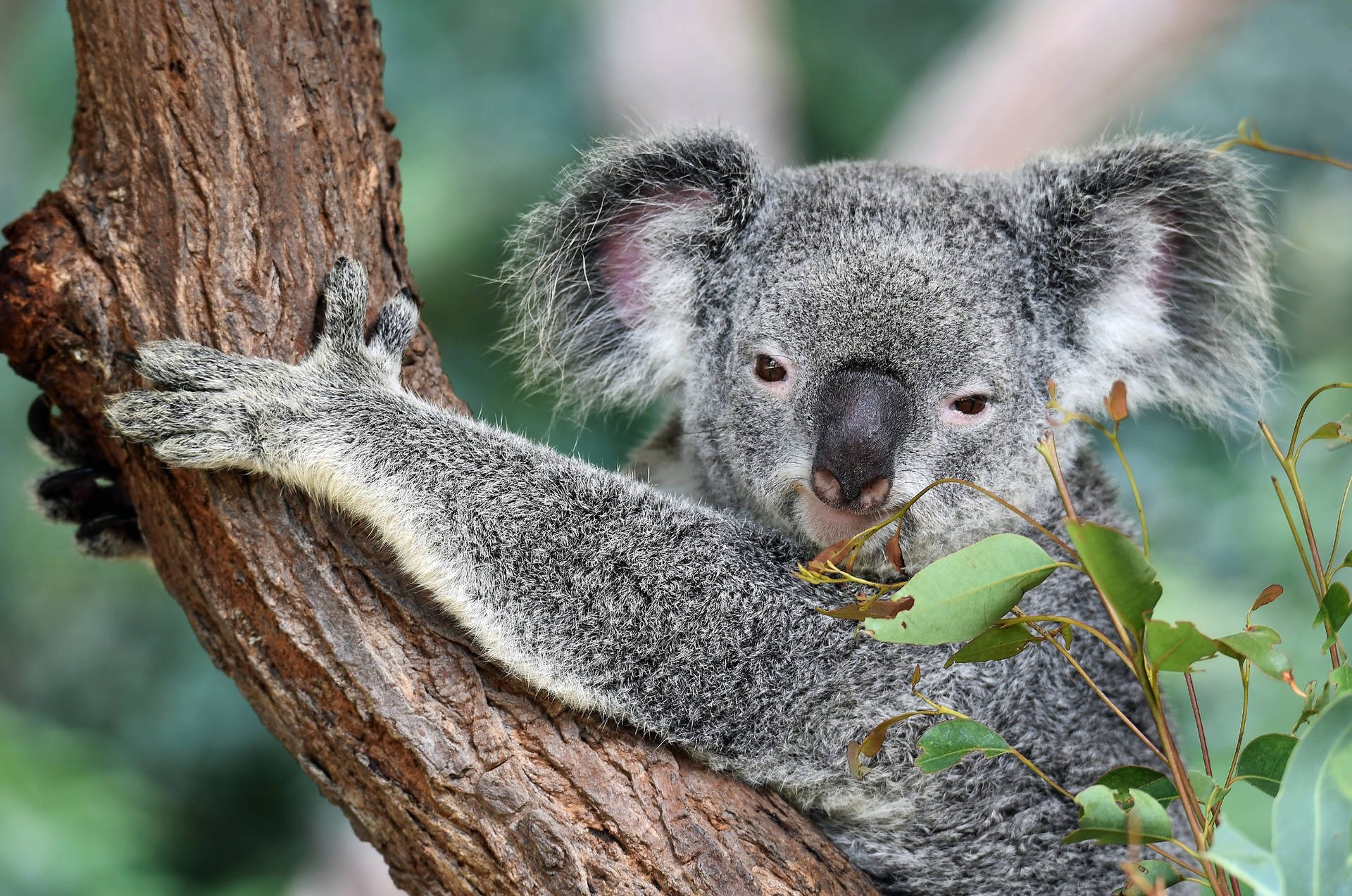 Adorable Koala Bear Of Australia