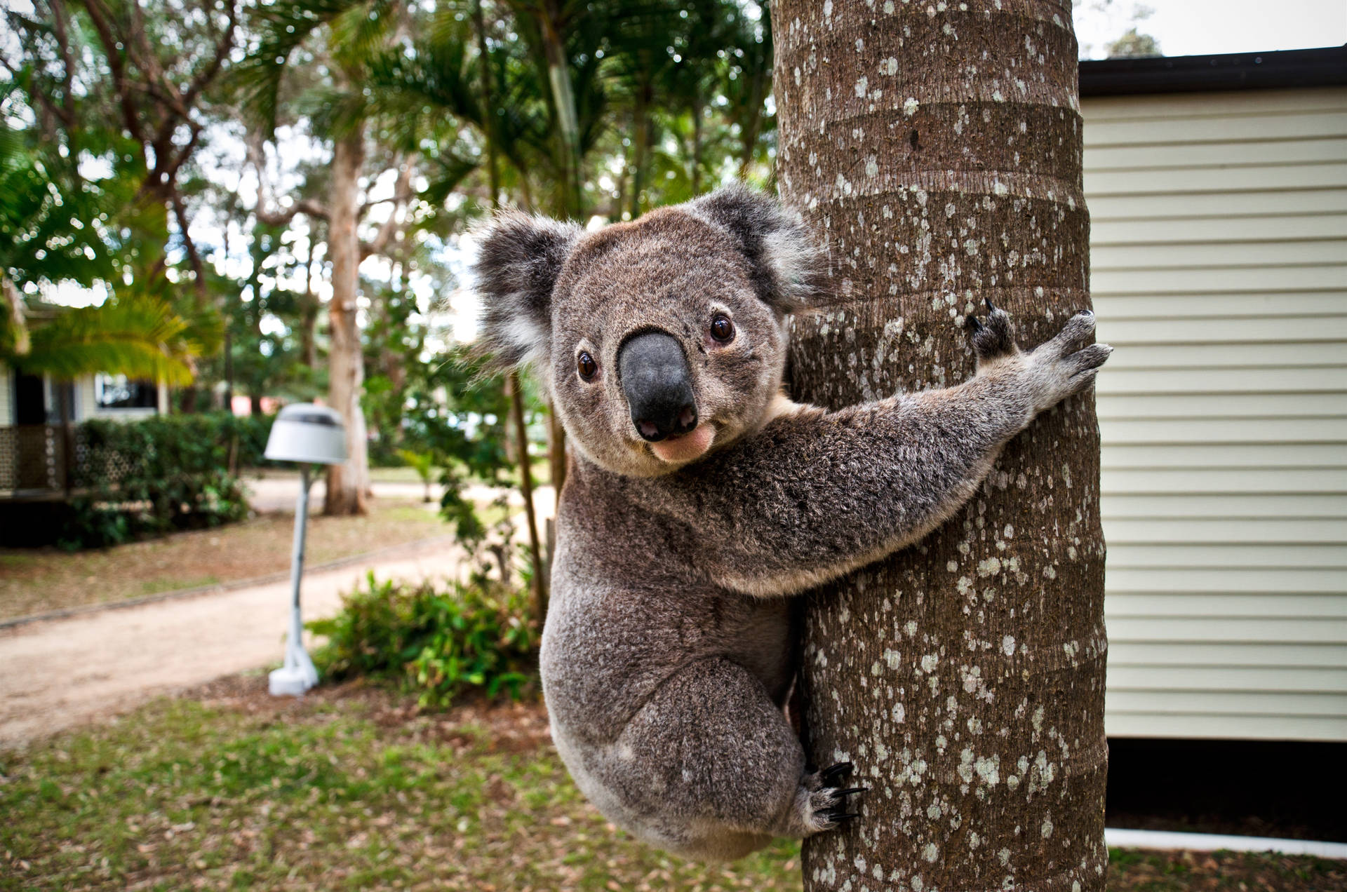 Adorable Koala Side View Shot Wallpaper
