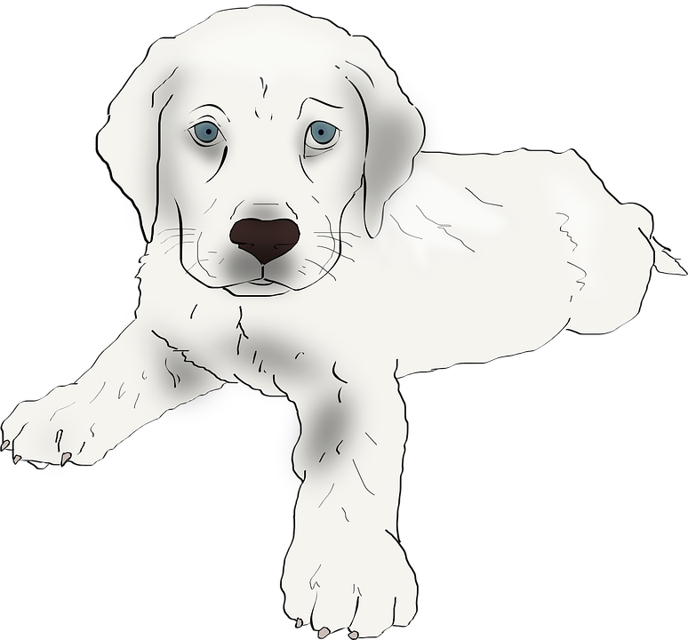 Adorable Labrador Puppy Illustration PNG