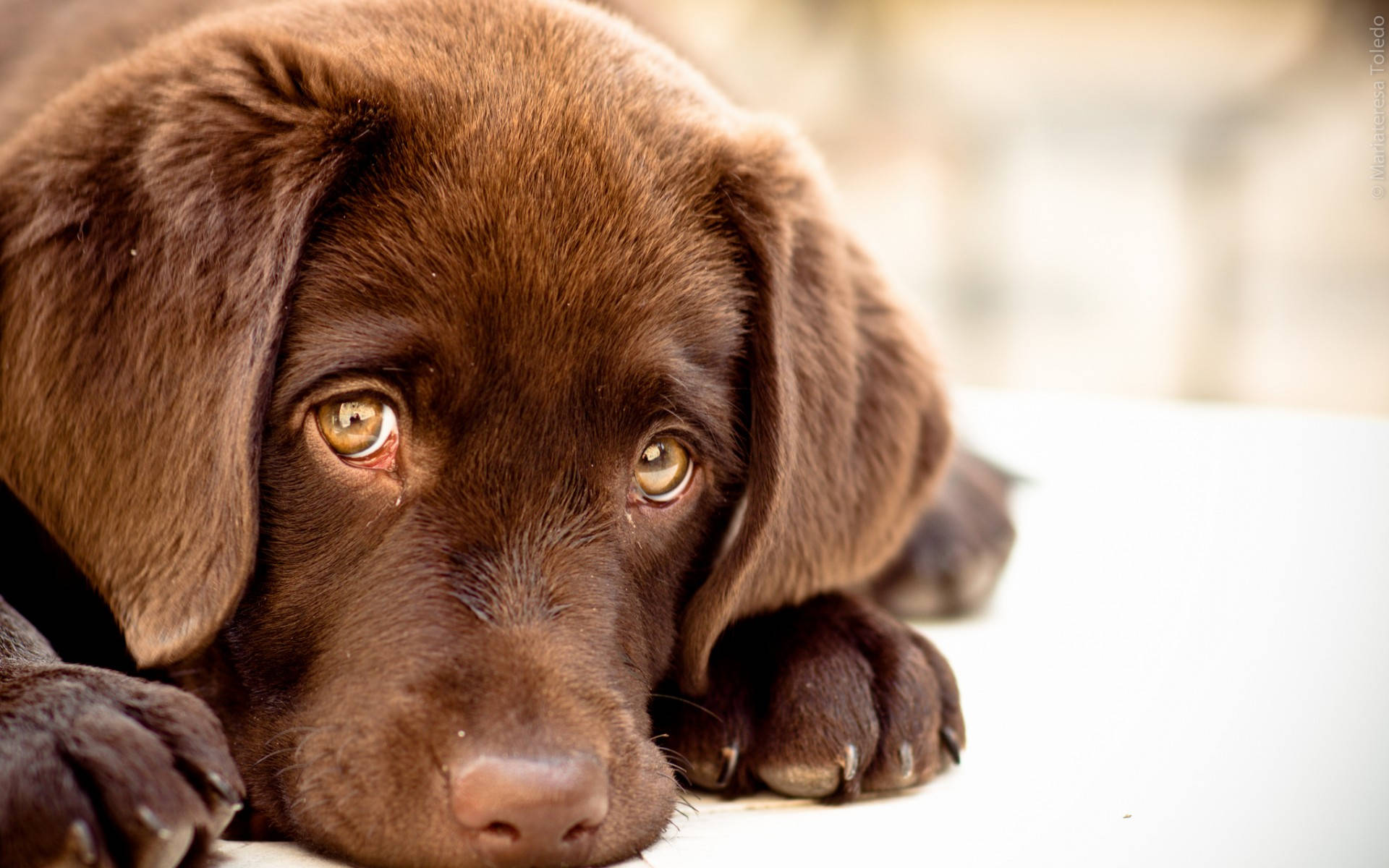 Adorabile Labrador Retriever Cane Occhi Tristi Sfondo
