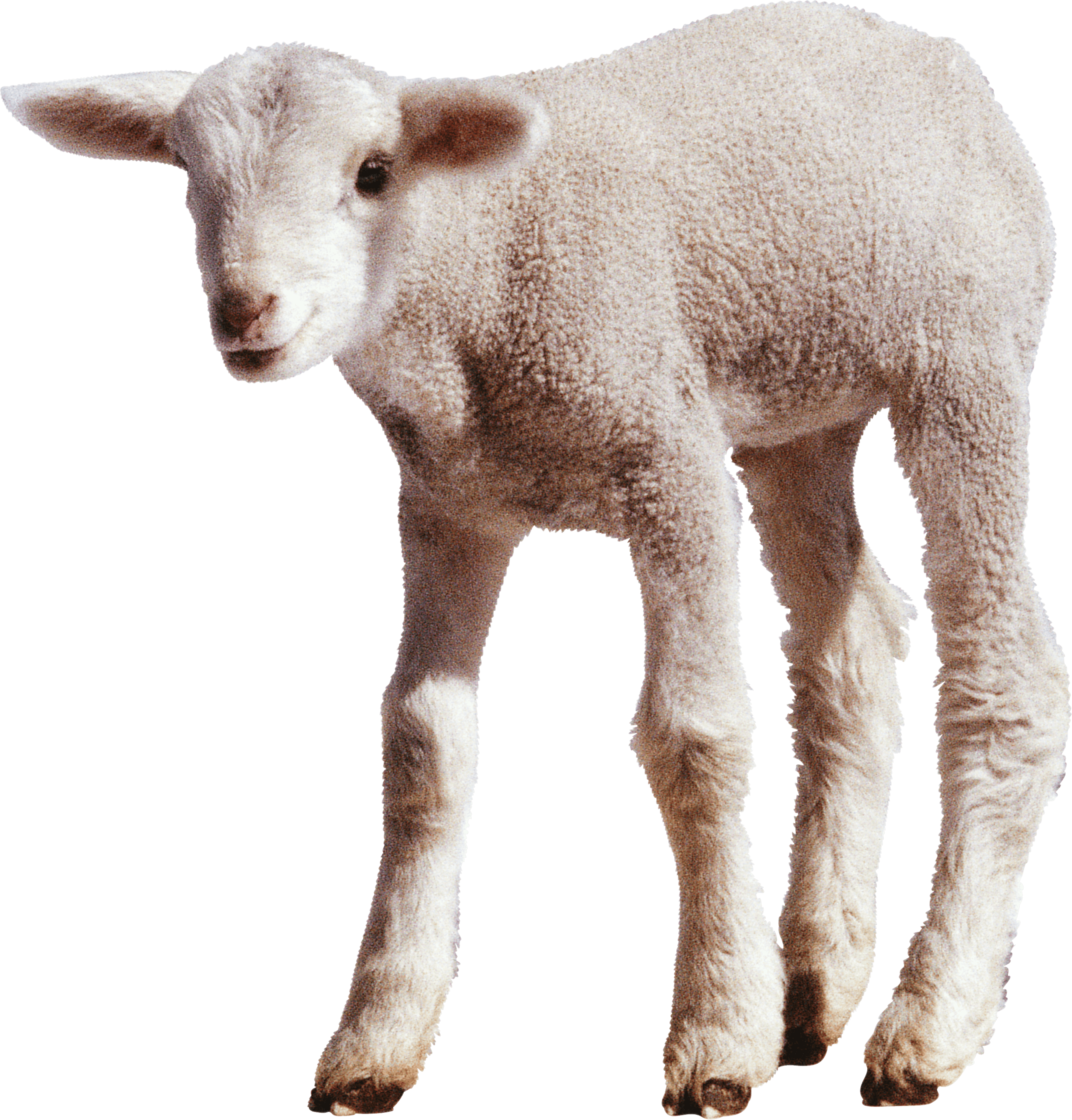 Adorable Lamb Standing PNG