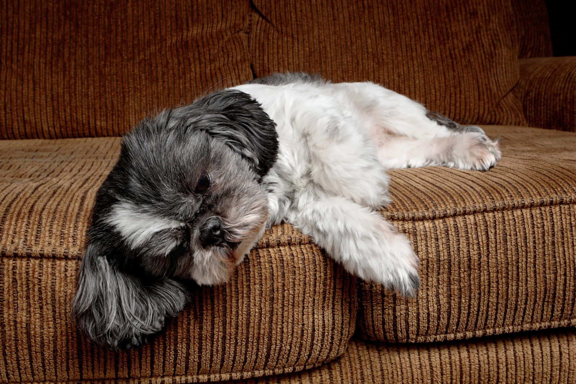 Adorable Lazy Dog Lounging At Home Wallpaper