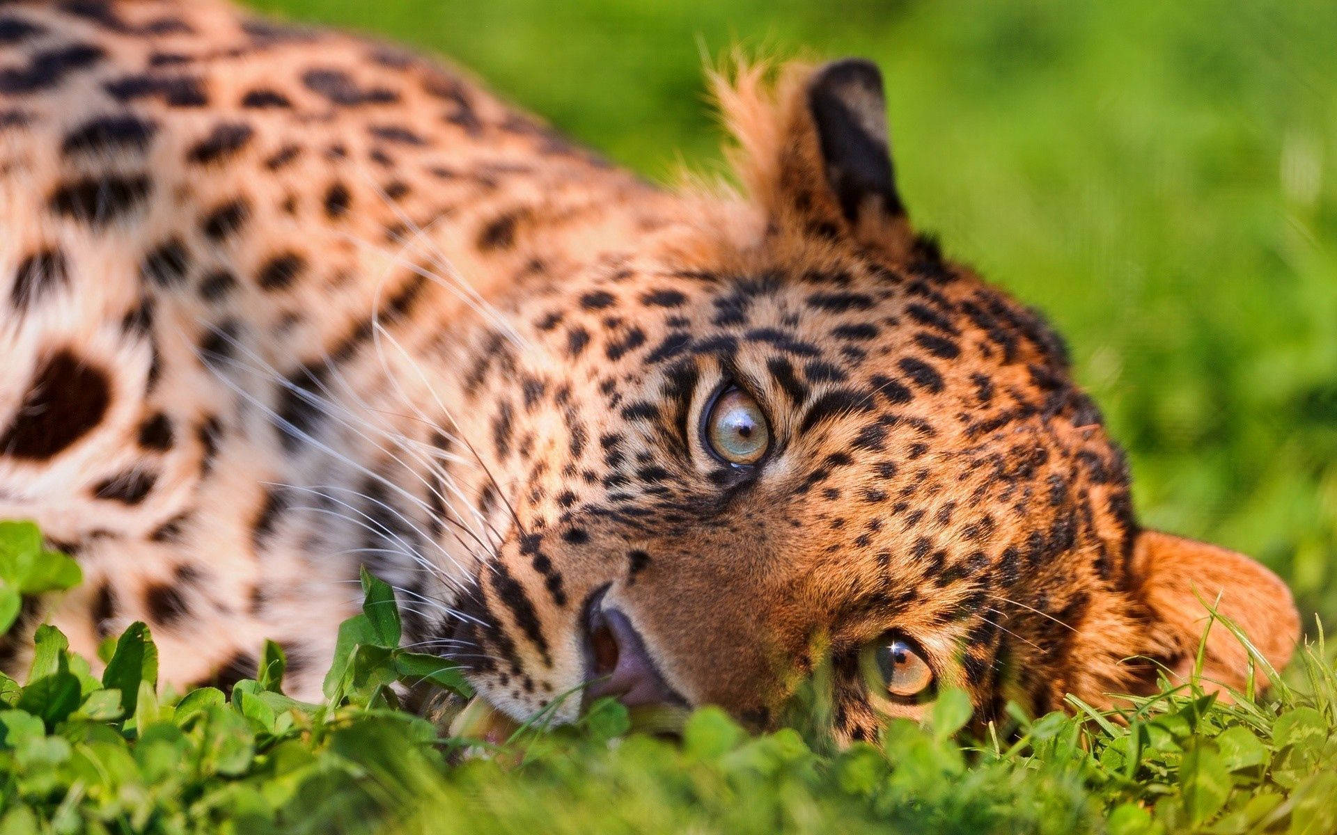 Adorable Leopard Playing On Grass Wallpaper