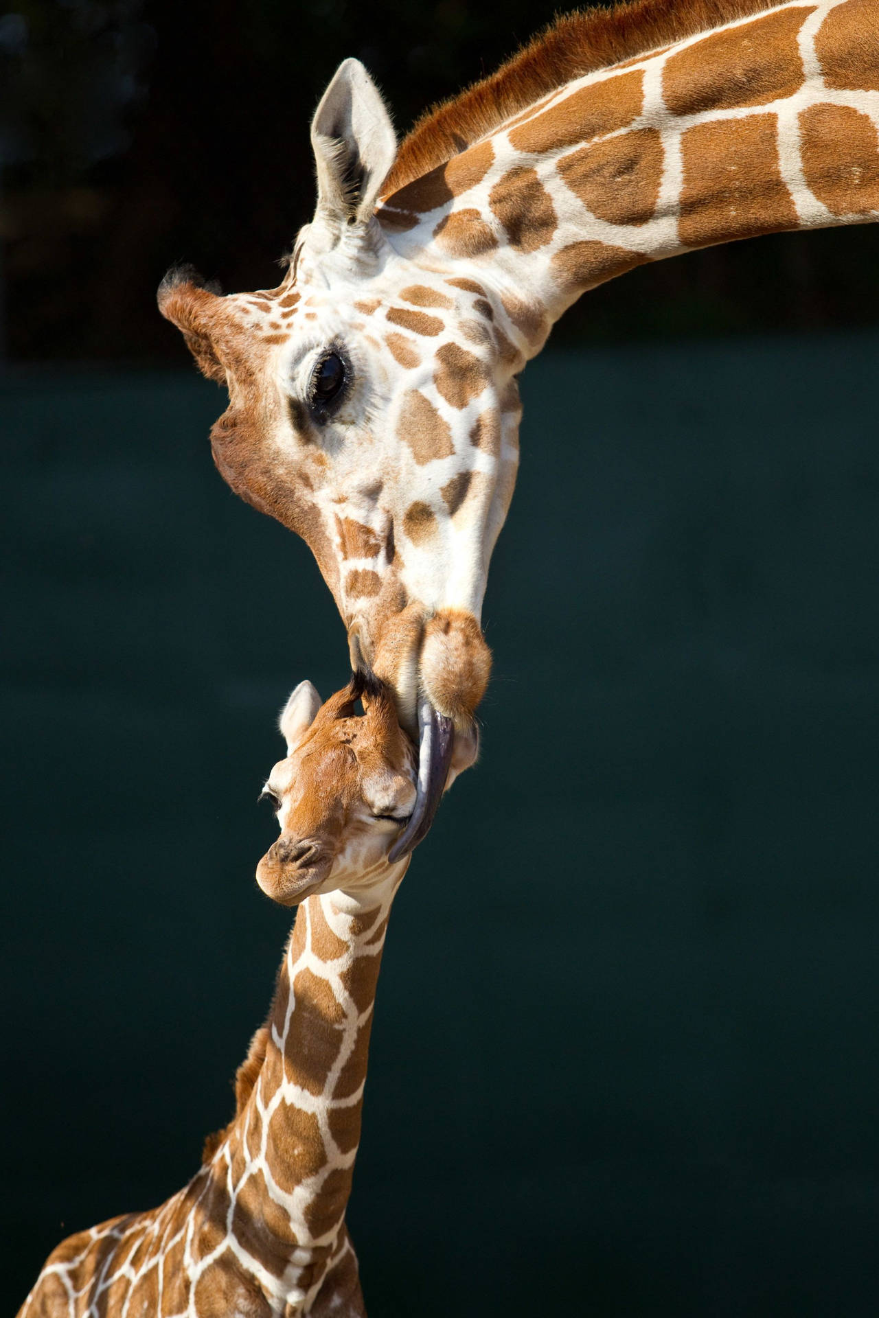 Adorable Mother And Baby Giraffe Wallpaper