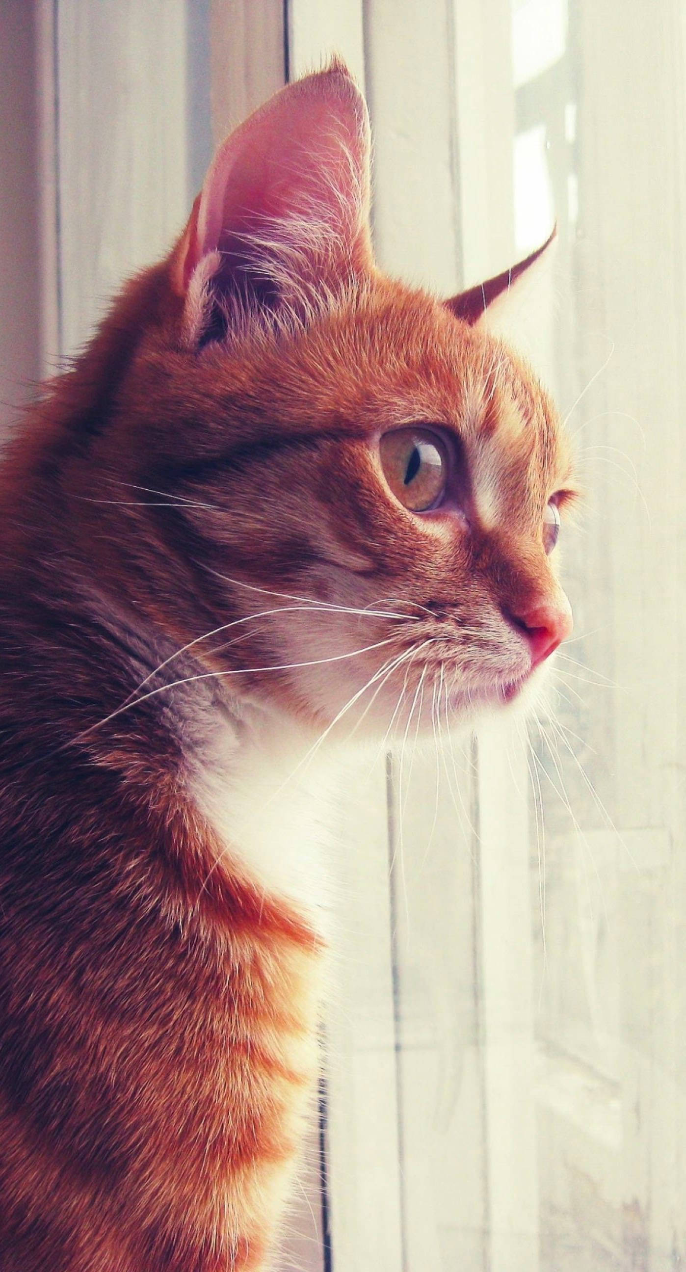 Adorable Orange Tabby Cat Iphone Background