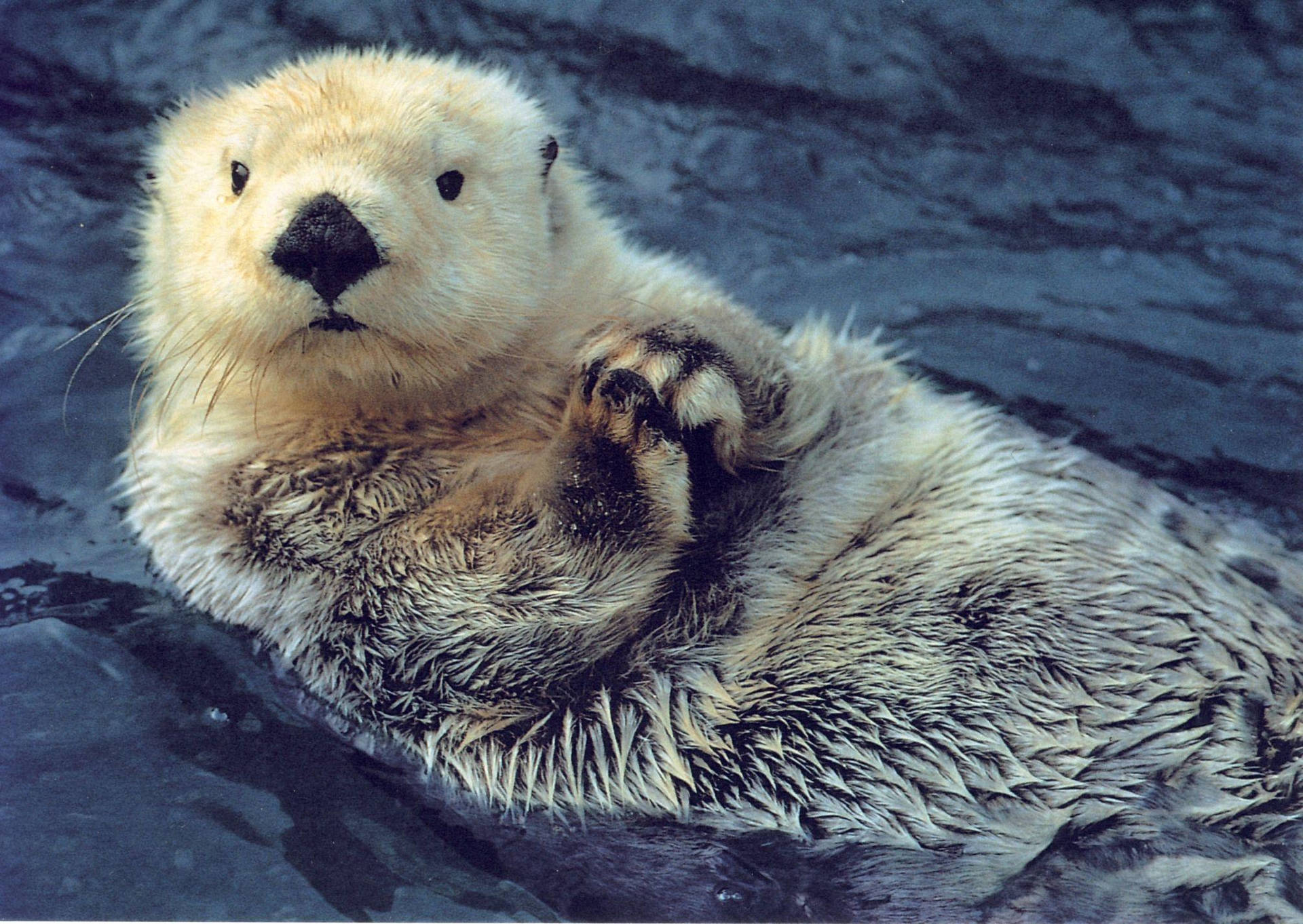 Adorable Otter Animal Wallpaper