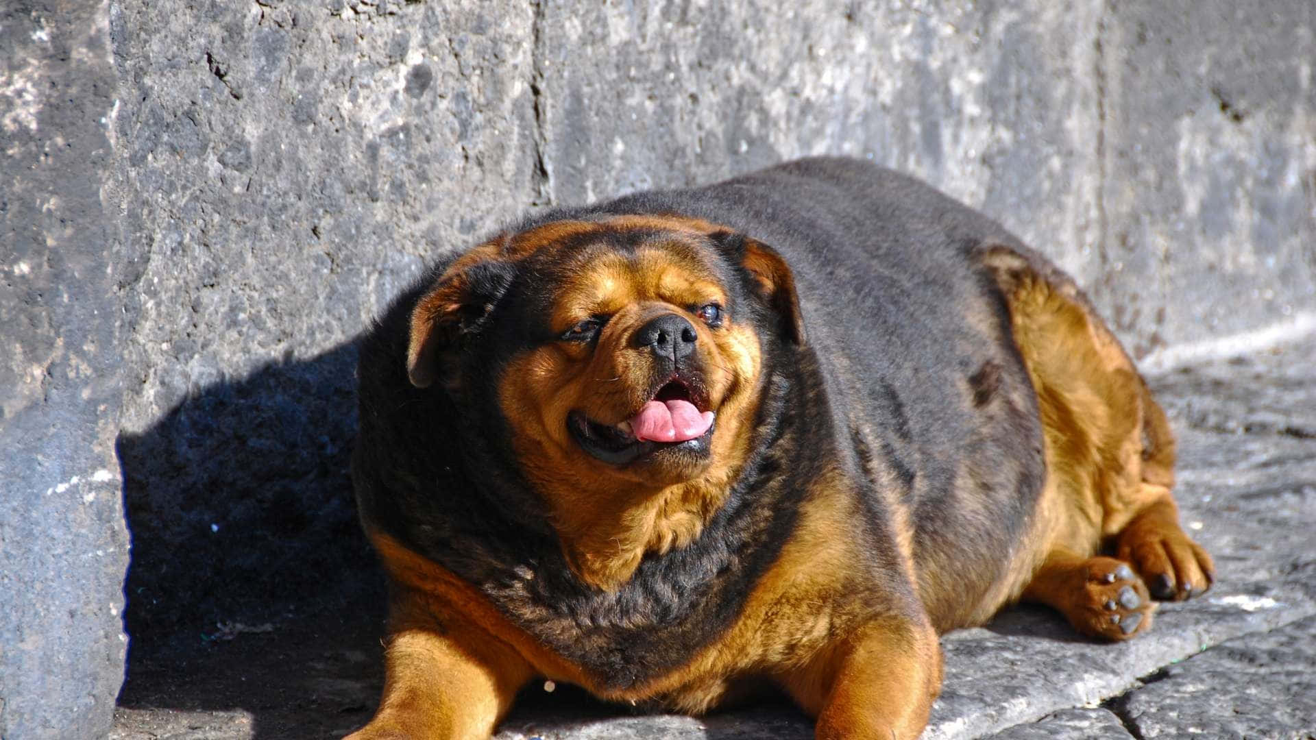 Adorable Overweight Dog Lounging At Home Wallpaper