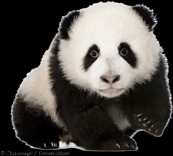 Adorable Panda Cub Portrait PNG