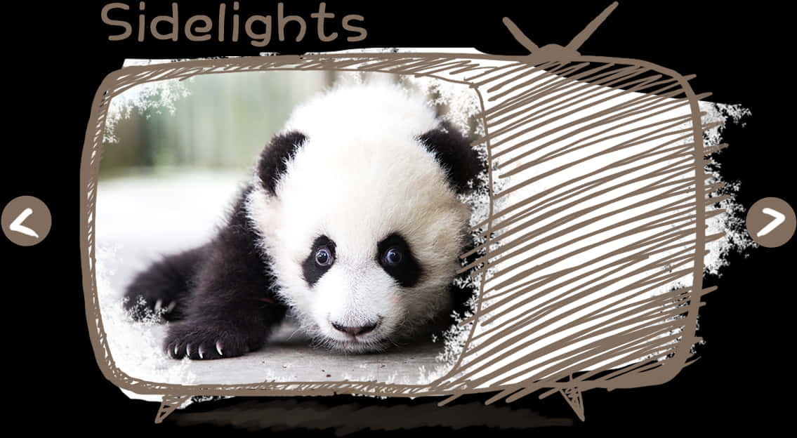 Adorable Panda Cub Sidelights PNG
